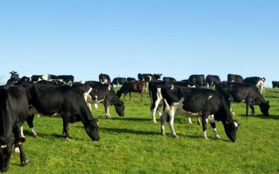 The history of the Dairy Research Foundation